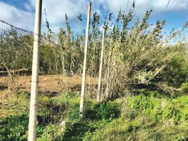 immagine annuncio 3 di 10