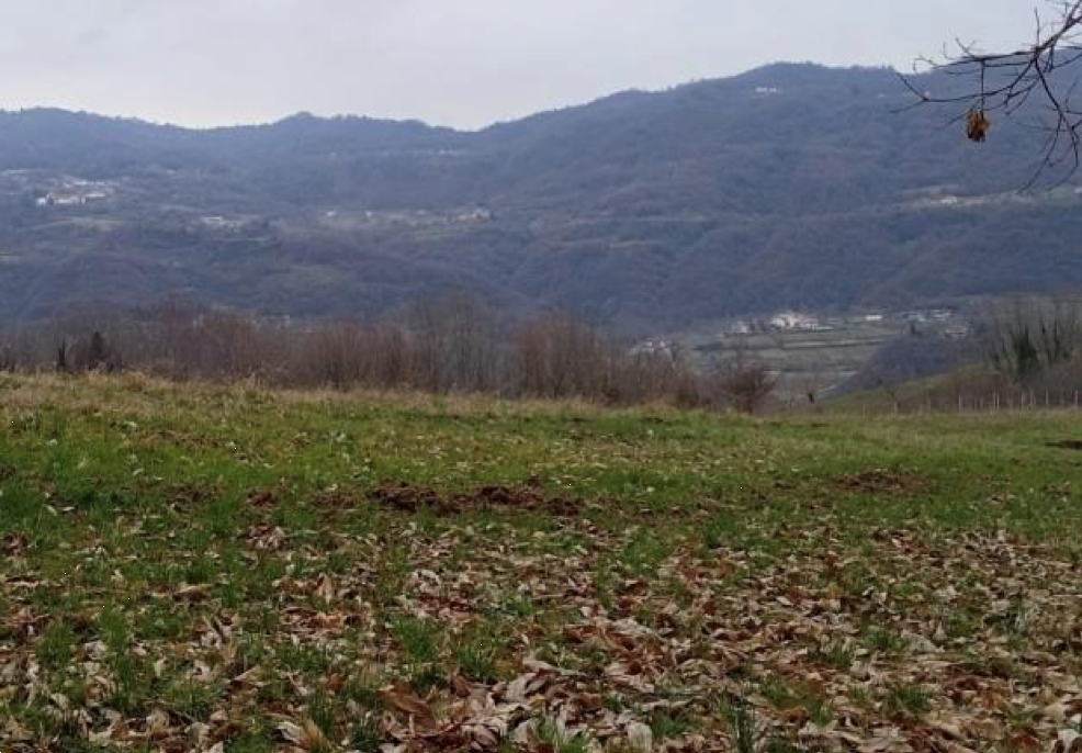 immagine annuncio 3 di 8