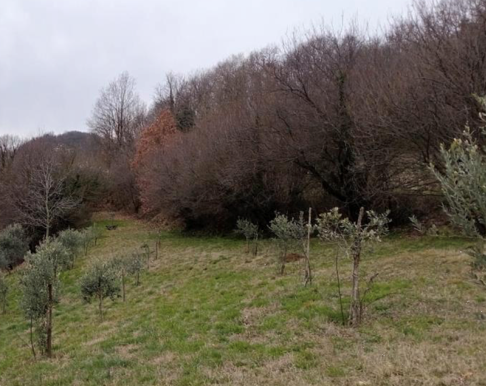 immagine annuncio 1 di 7