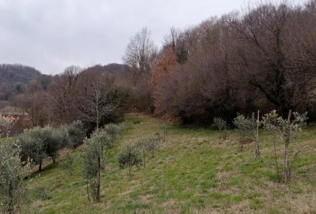 immagine annuncio 5 di 7