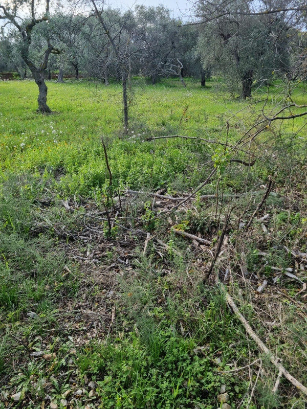 immagine annuncio 2 di 4
