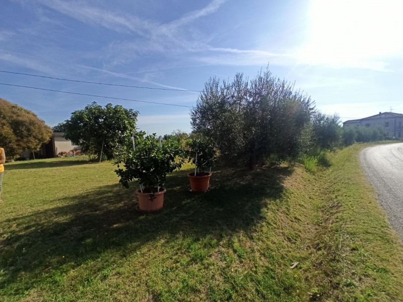 immagine annuncio 3 di 9