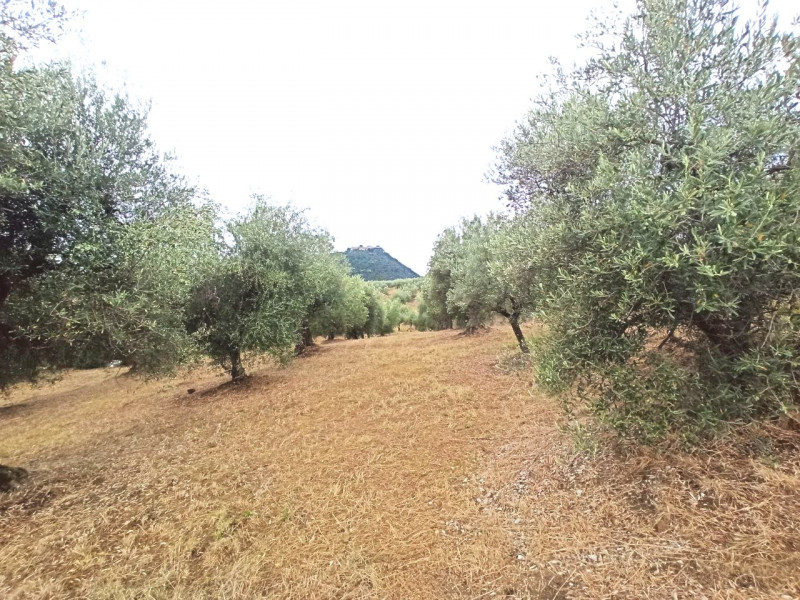 immagine annuncio 1 di 6