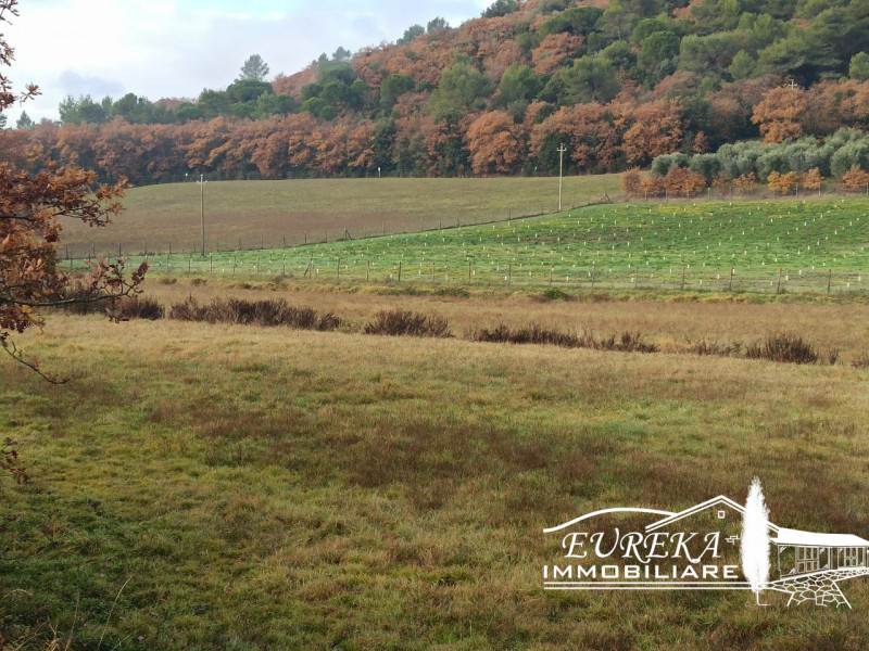 immagine annuncio 3 di 6