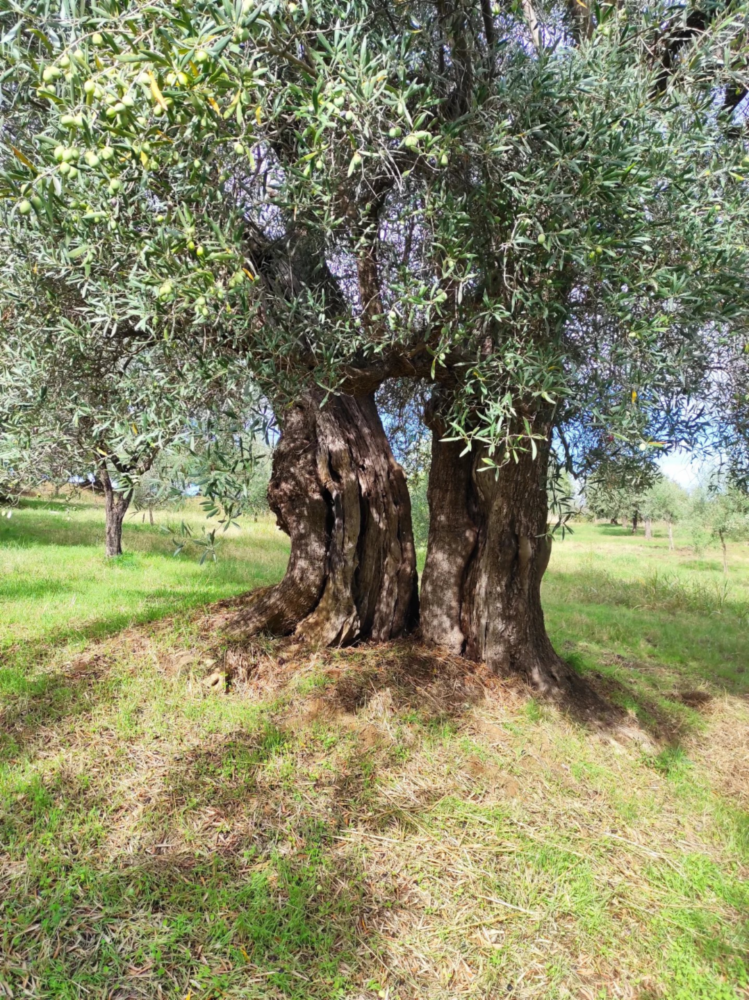 immagine annuncio 2 di 4