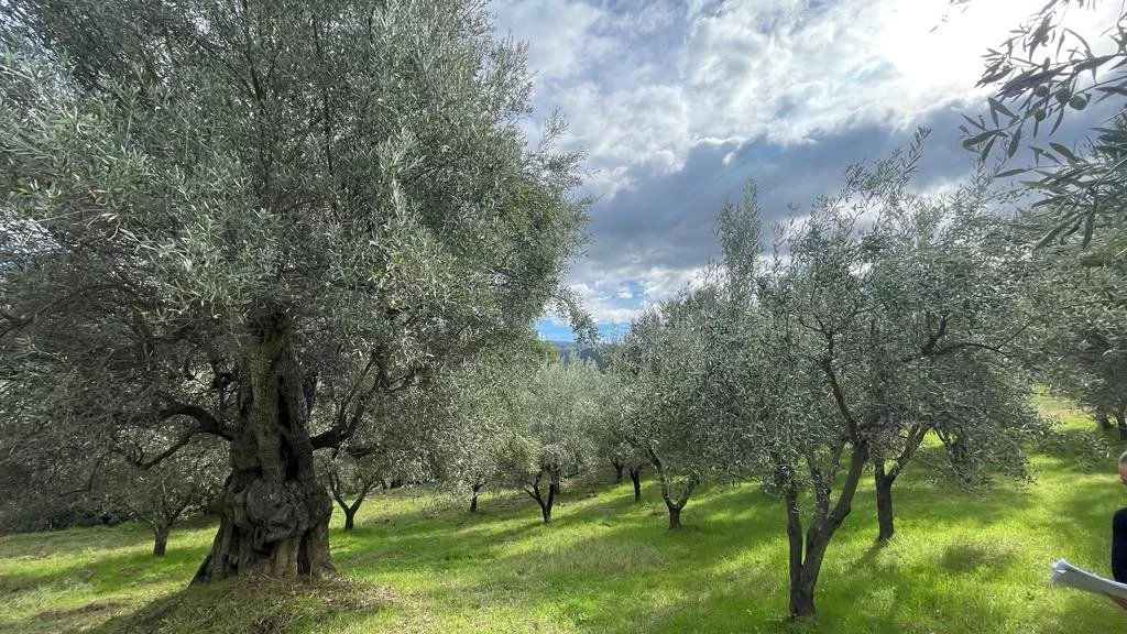 immagine annuncio 4 di 8