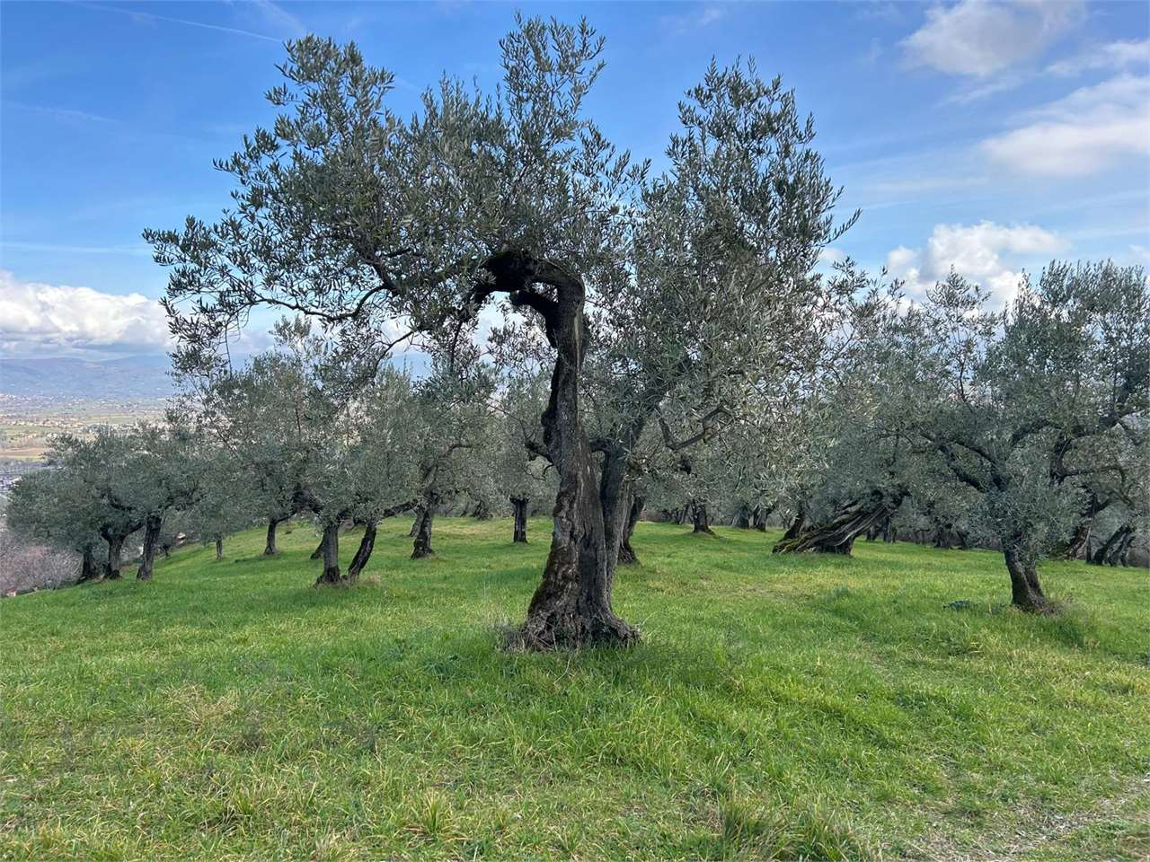 immagine annuncio 4 di 8