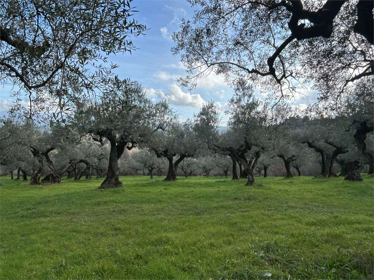 immagine annuncio 6 di 8