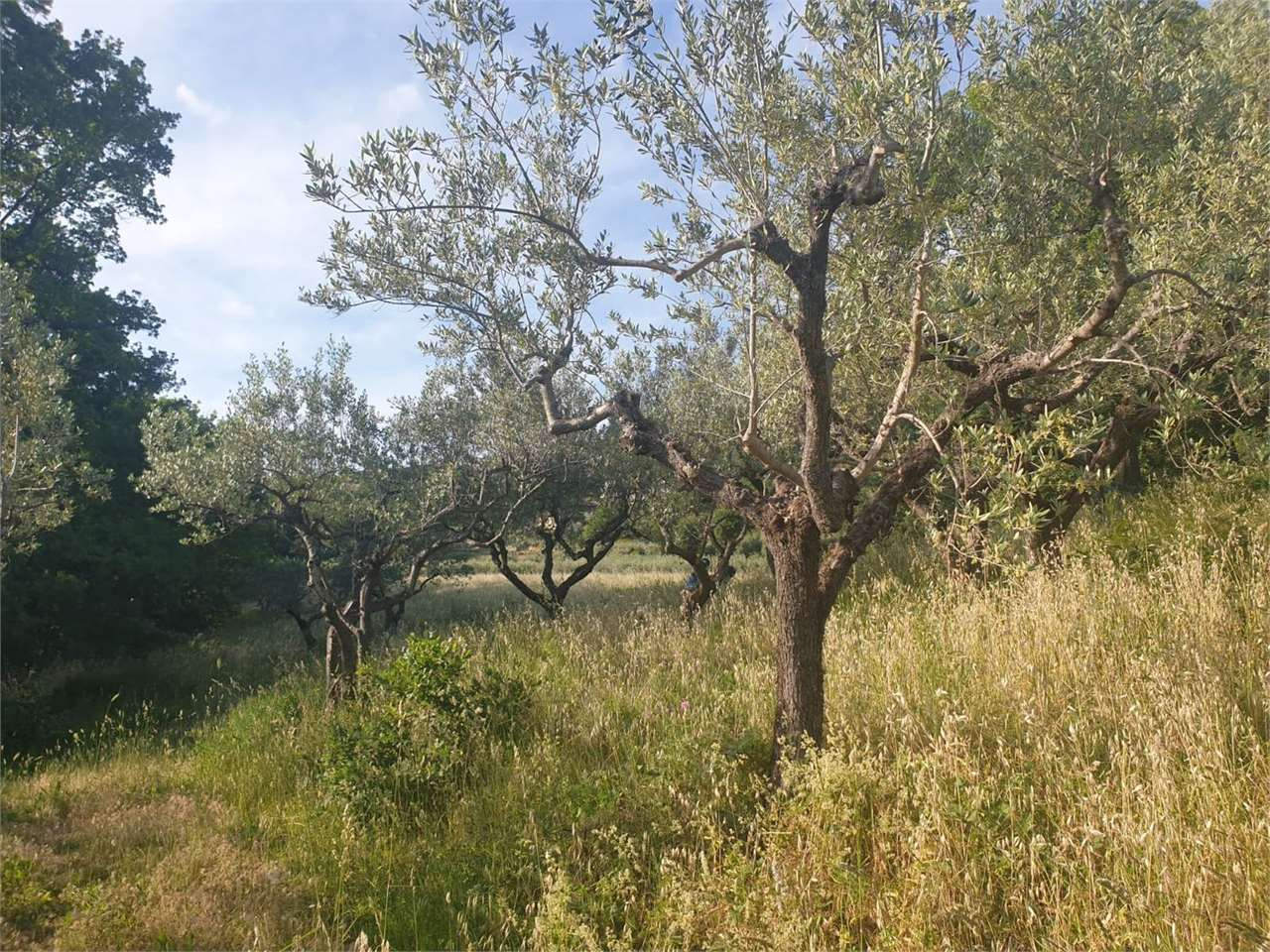 immagine annuncio 7 di 8