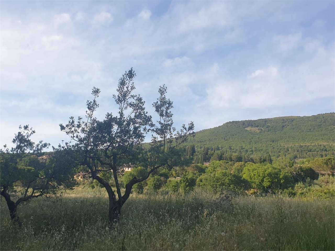immagine annuncio 5 di 8