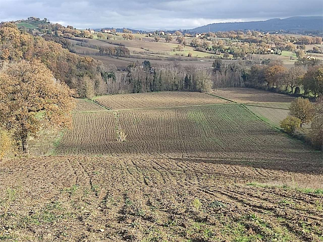 immagine annuncio 3 di 6