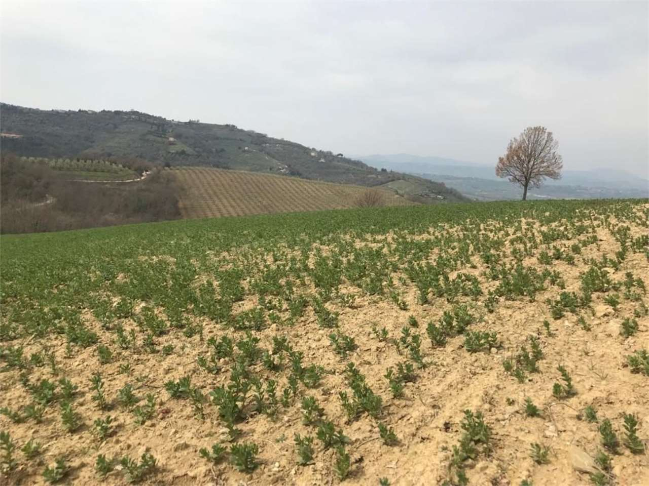 immagine annuncio 5 di 10