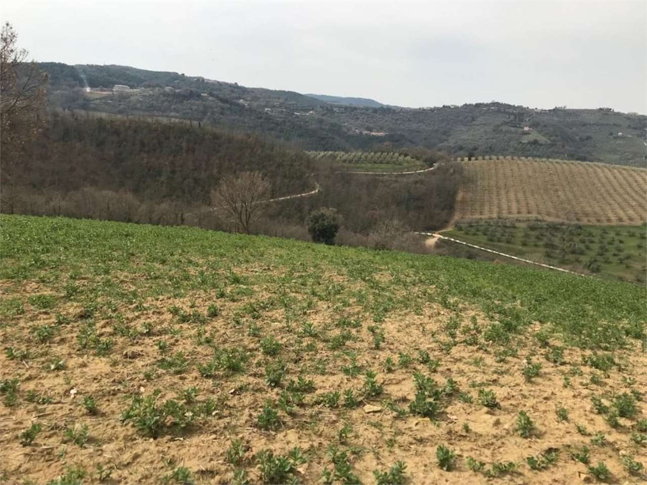 immagine annuncio 6 di 10