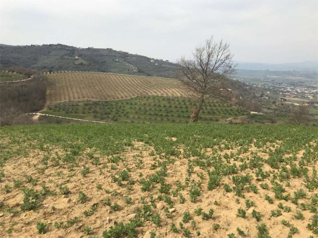 immagine annuncio 7 di 10