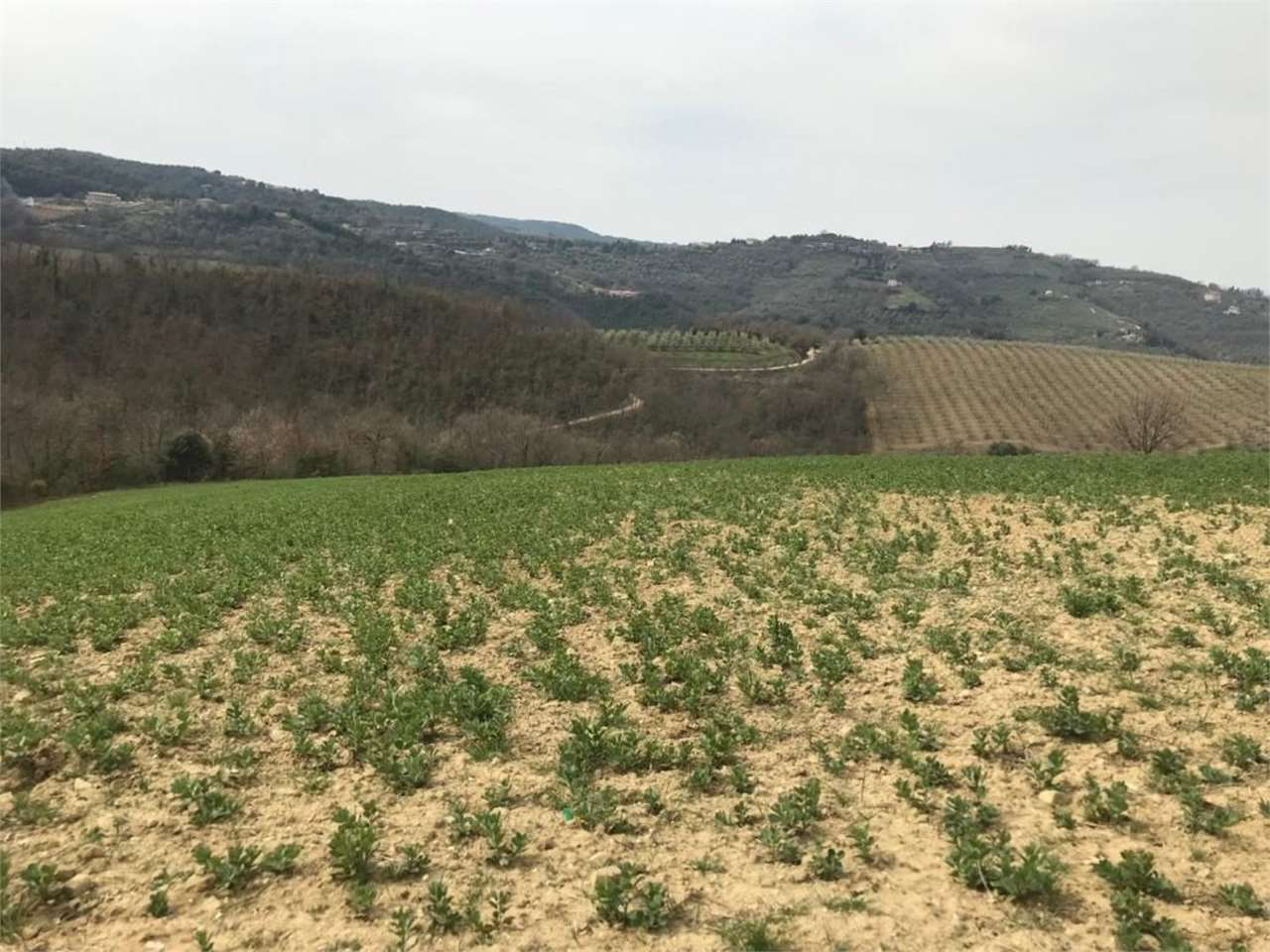 immagine annuncio 8 di 10