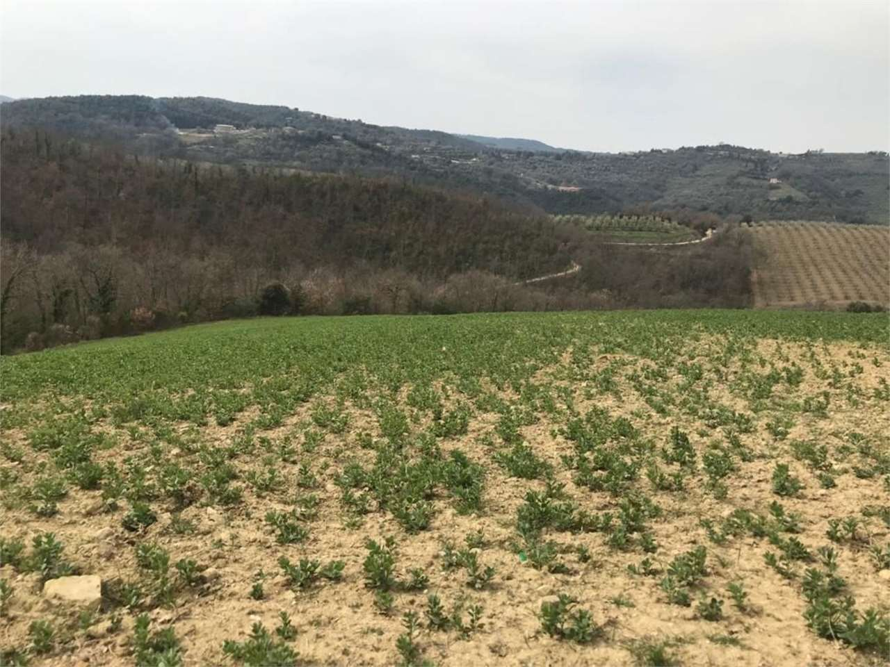 immagine annuncio 9 di 10