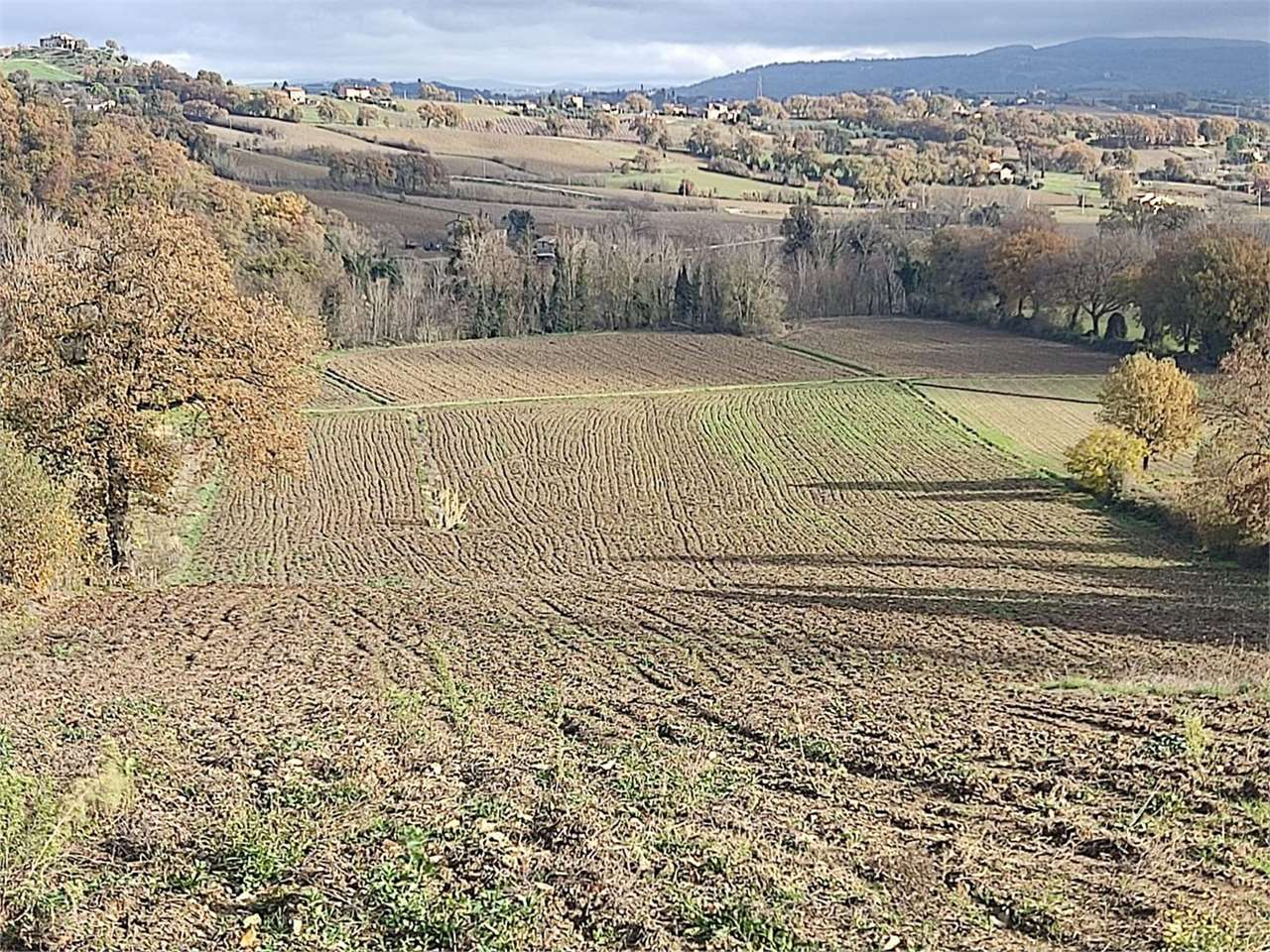 immagine annuncio 2 di 6