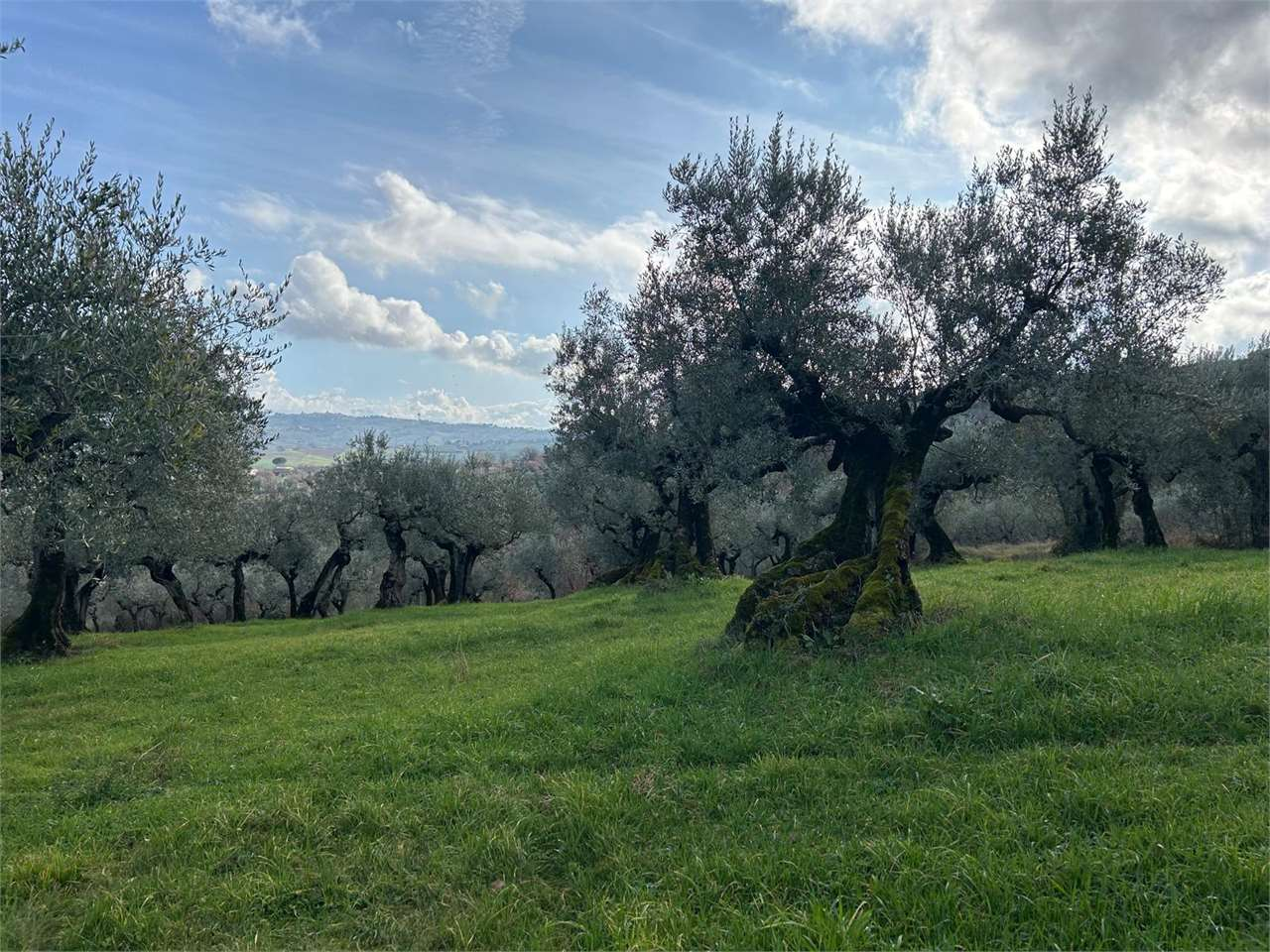 immagine annuncio 3 di 8