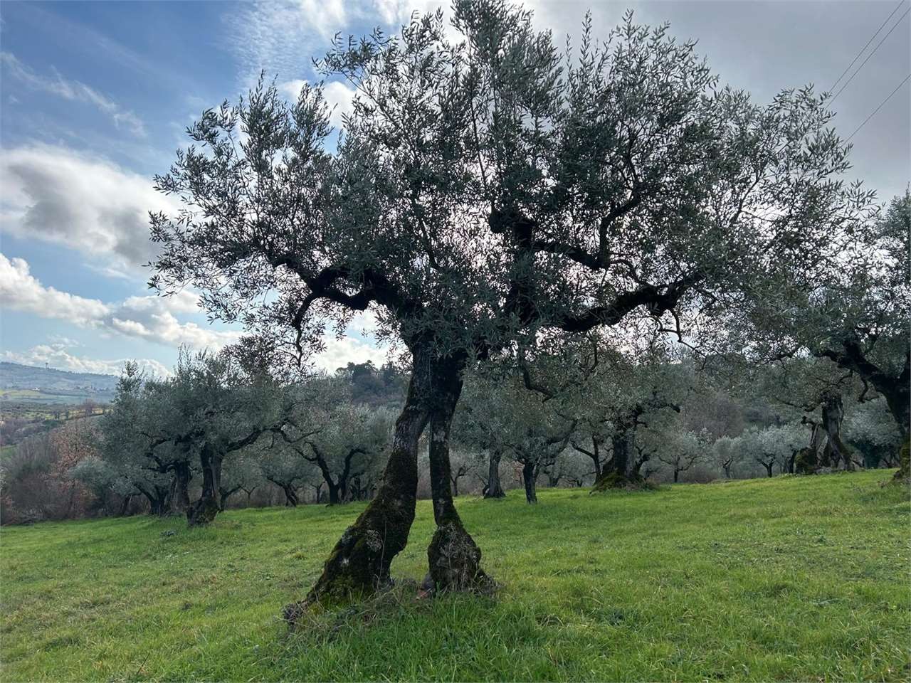 immagine annuncio 7 di 8