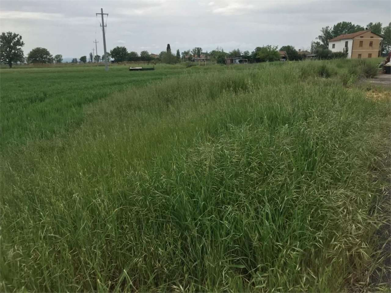 immagine annuncio 4 di 7