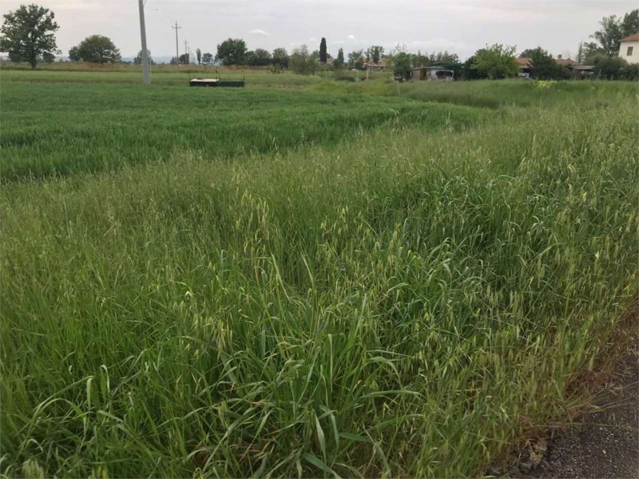 immagine annuncio 5 di 7