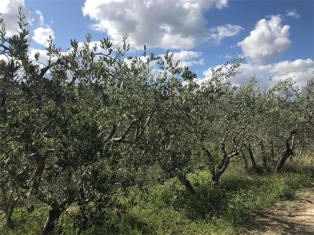 immagine annuncio 5 di 10