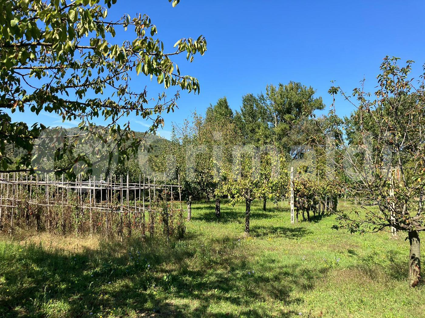 immagine annuncio 8 di 9