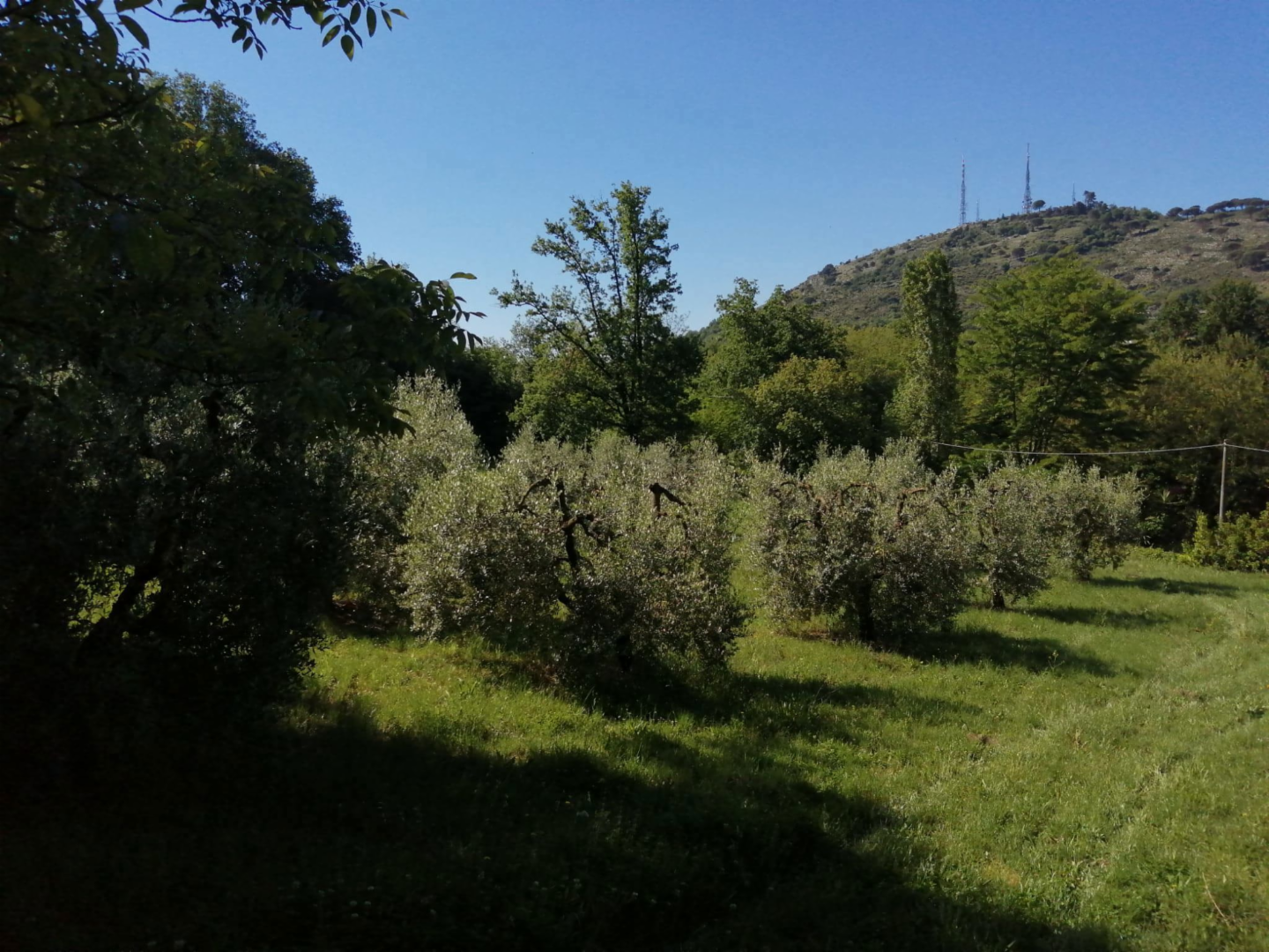 immagine annuncio 6 di 8