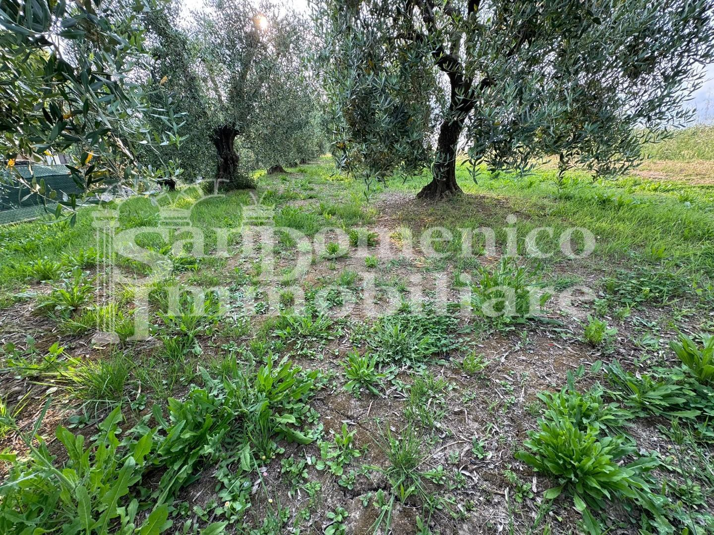 immagine annuncio 1 di 6