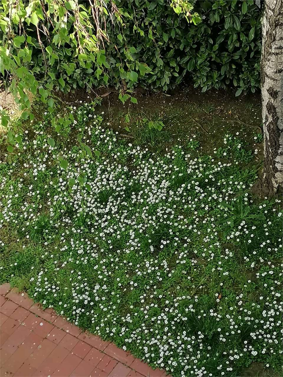 immagine annuncio 2 di 7