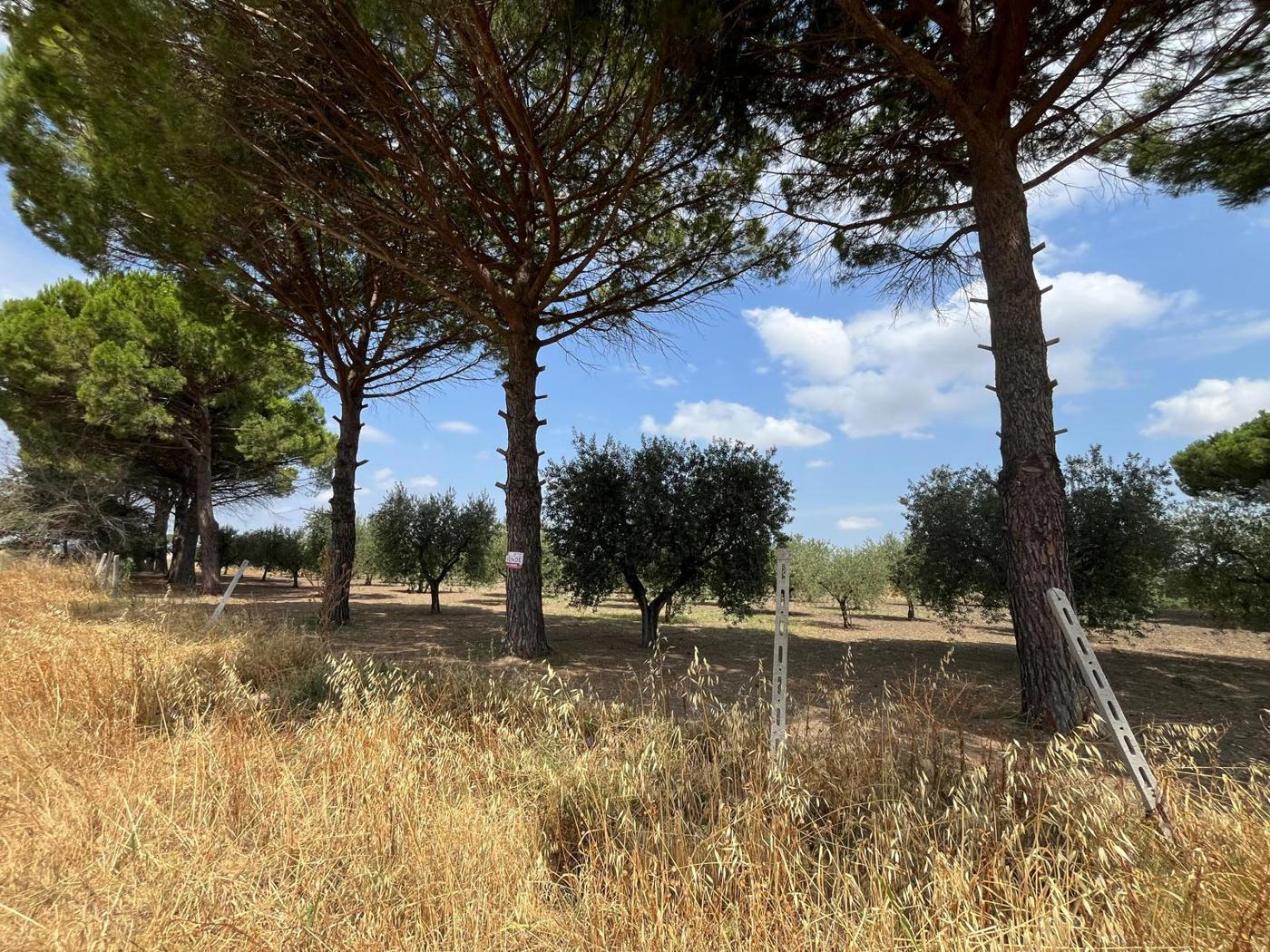 immagine annuncio 2 di 4