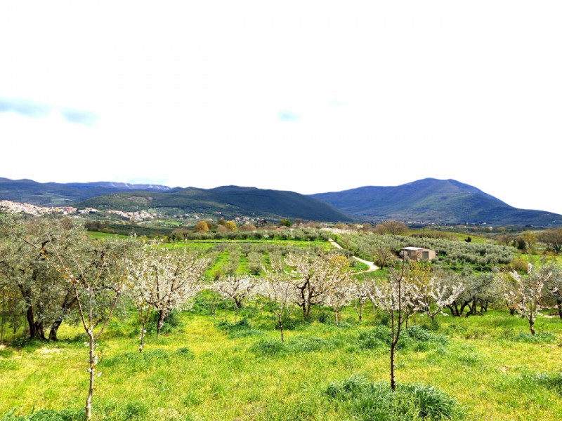 immagine annuncio 4 di 6