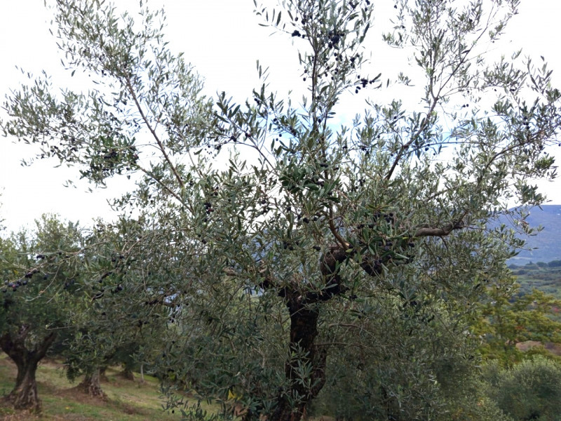 immagine annuncio 2 di 8