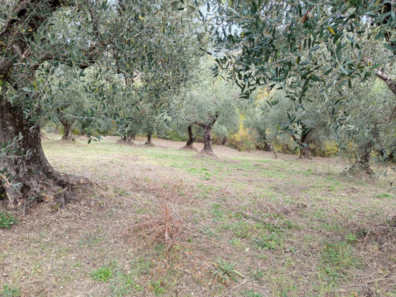 immagine annuncio 3 di 8