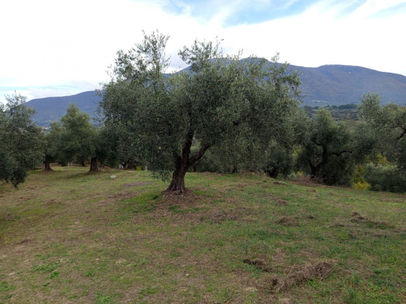 immagine annuncio 5 di 8