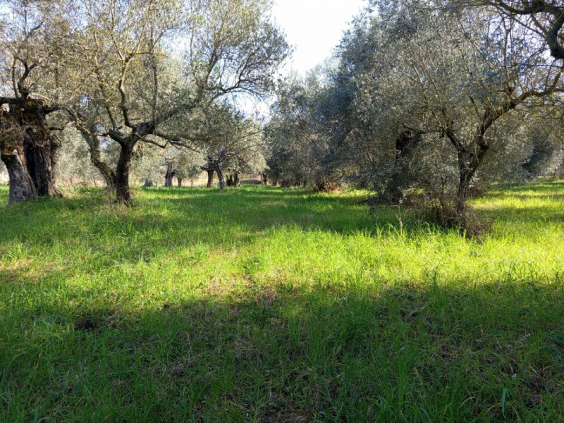 immagine annuncio 2 di 8