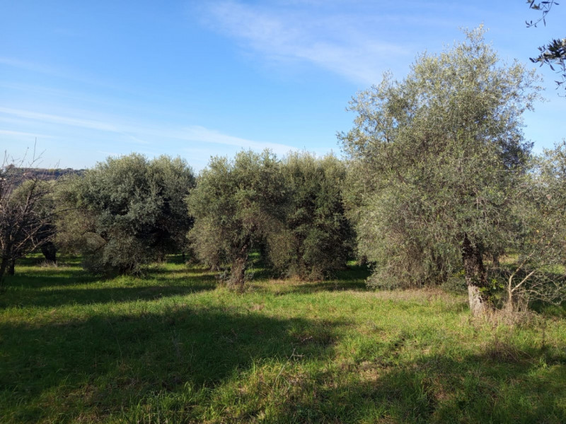 immagine annuncio 5 di 8