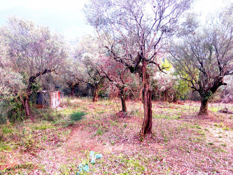 immagine annuncio 6 di 8