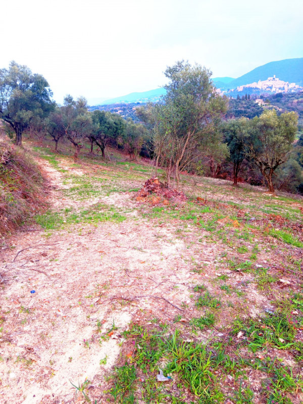 immagine annuncio 4 di 8