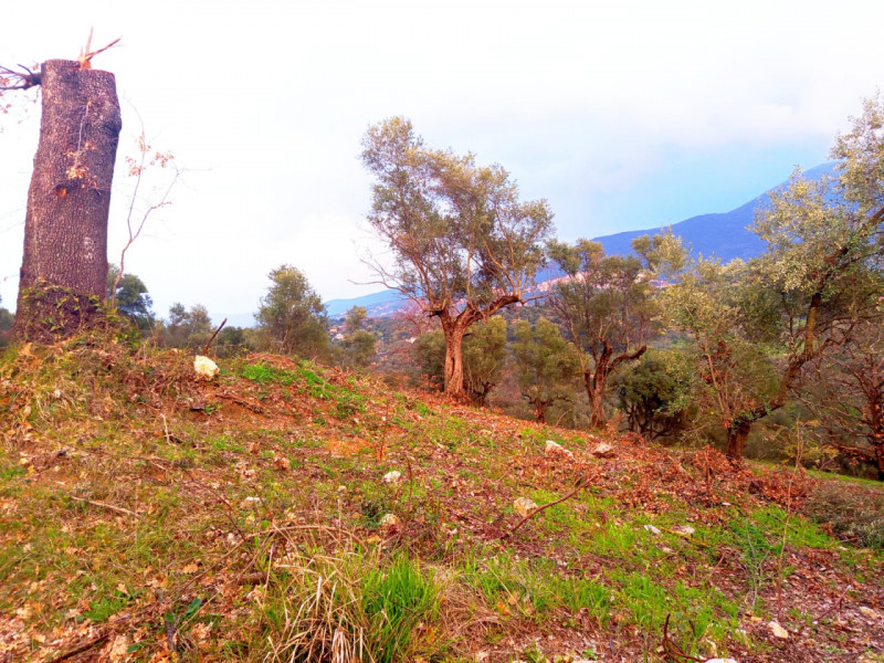 immagine annuncio 7 di 8