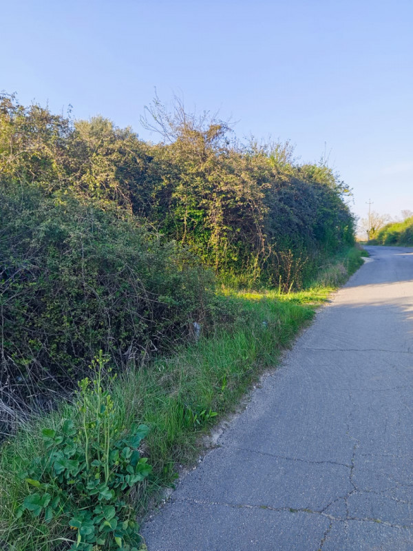 immagine annuncio 1 di 8