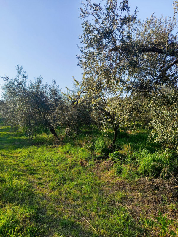 immagine annuncio 3 di 8