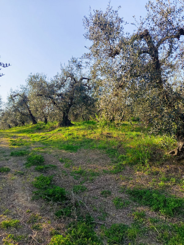 immagine annuncio 5 di 8