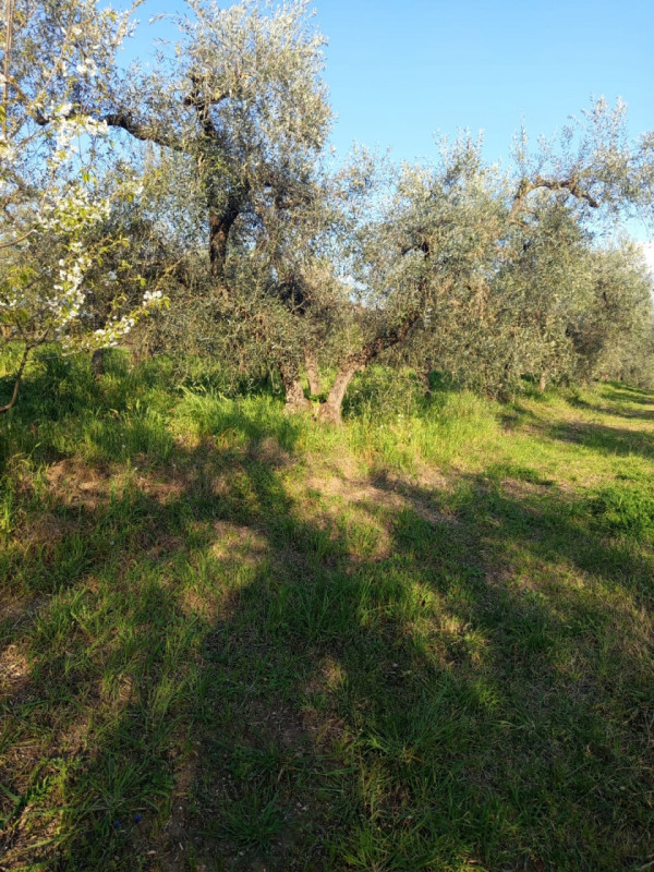 immagine annuncio 2 di 8