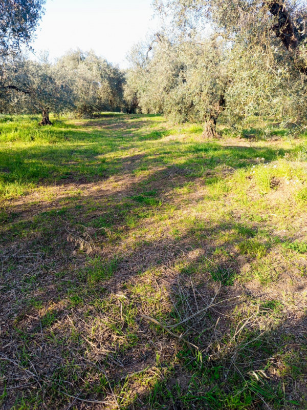 immagine annuncio 4 di 8