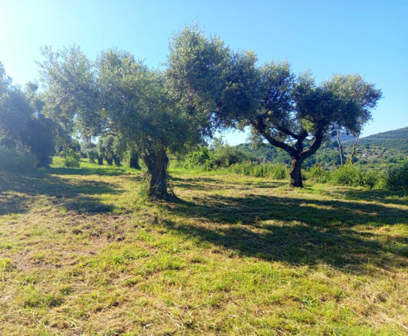 immagine annuncio 4 di 8