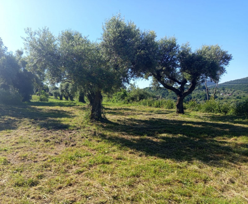 immagine annuncio 5 di 8