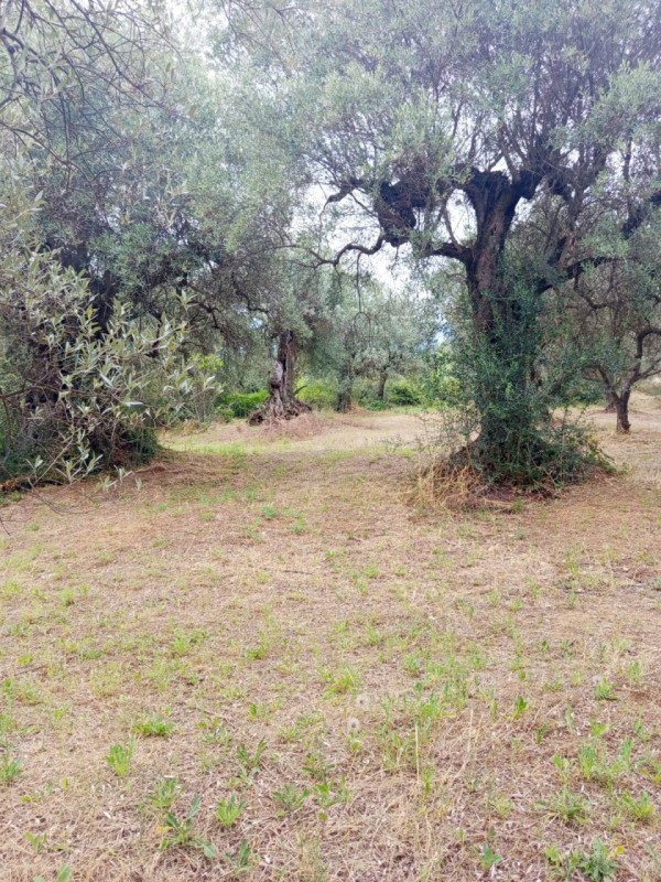 immagine annuncio 3 di 9