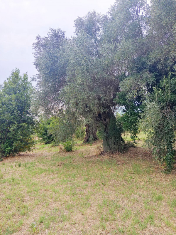 immagine annuncio 6 di 9
