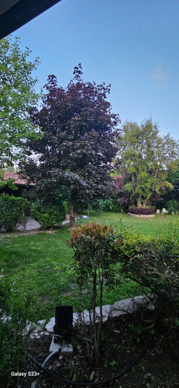 immagine annuncio 4 di 10